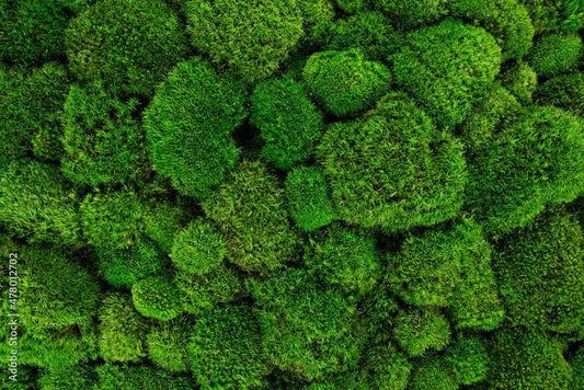Discover the Magic of Preserved Moss: A Sustainable Choice for Modern Decor
