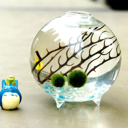 Marimo Moss Ball Aquarium Ideas