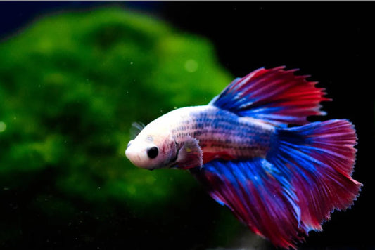 Betta Fish Facts and the Benefits of Marimo Moss Balls