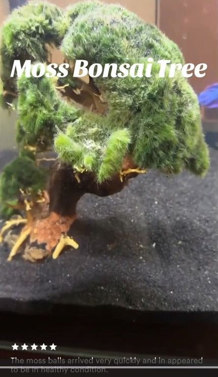 Marimo Moss Ball Bonsai Tree in Betta Fish Tank Examples