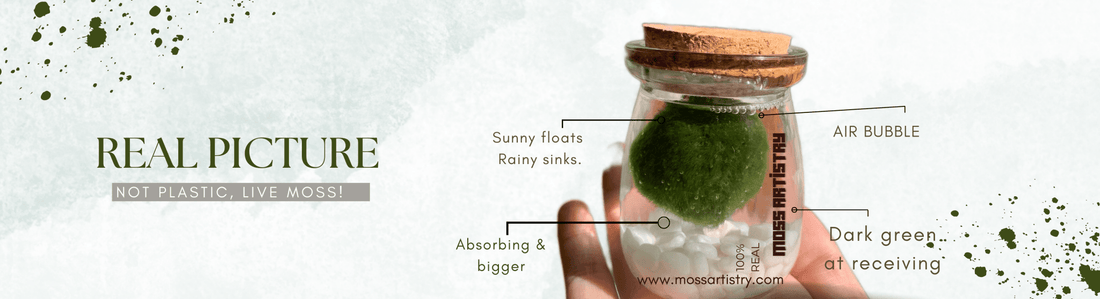 A Beginner's Guide to Cultivating and Caring for These Charming Algae