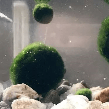 Large Moss Balls large moss balls for sale 5cm 6cm 7cm Kokedama 