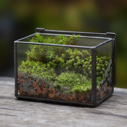 Terrarium Jar - Rectangle Glass Terrarium with Lid (No Plants) - Glass Container
