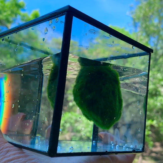 kokedama Marimo Moss Balls: Water Cube Glass Aquarium with Rainbow in the Sun KLive Moss Ball Size: 4~5cmTrim the ball with scissors if you want it rounder, or remove yellow fur (like remove branches of a plant) Material: GlassSpecial Feature:
