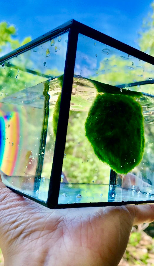 kokedama Marimo Moss Balls: Water Cube Glass Aquarium with Rainbow in the Sun KLive Moss Ball Size: 4~5cmTrim the ball with scissors if you want it rounder, or remove yellow fur (like remove branches of a plant) Material: GlassSpecial Feature: