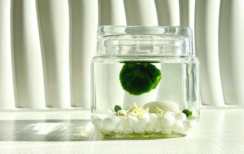 Marimo Moss Ball Aquarium Glass Terrarium Designer 4.5" Home Decor andSpecification:
4.53" Square Glass Terrarium * 1
3-4cm Marimo Live Moss Ball * 1
0.8-1cm Marimo Live Moss Ball * 2
White Pebbles Bag * 1
Name Card and wood stander * 