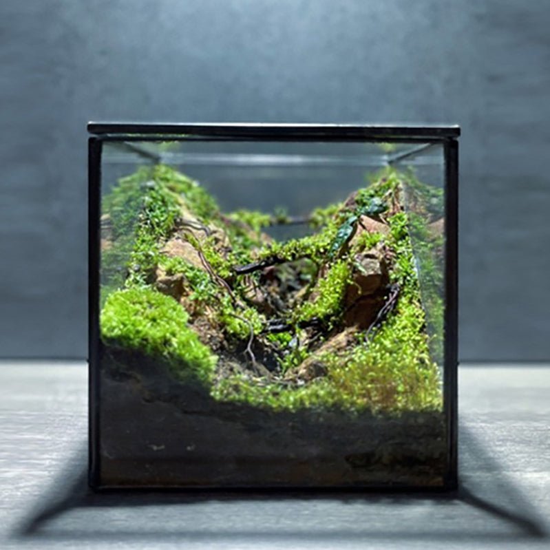 Square Glass Terrarium (No Plants) - Glass Container


Material
Glass


Special Feature
With lid


Item Weight
0.7 Pounds


Shape
Cube


Specific Uses For Product
Indoor


Style
geometric










Made of framed tran