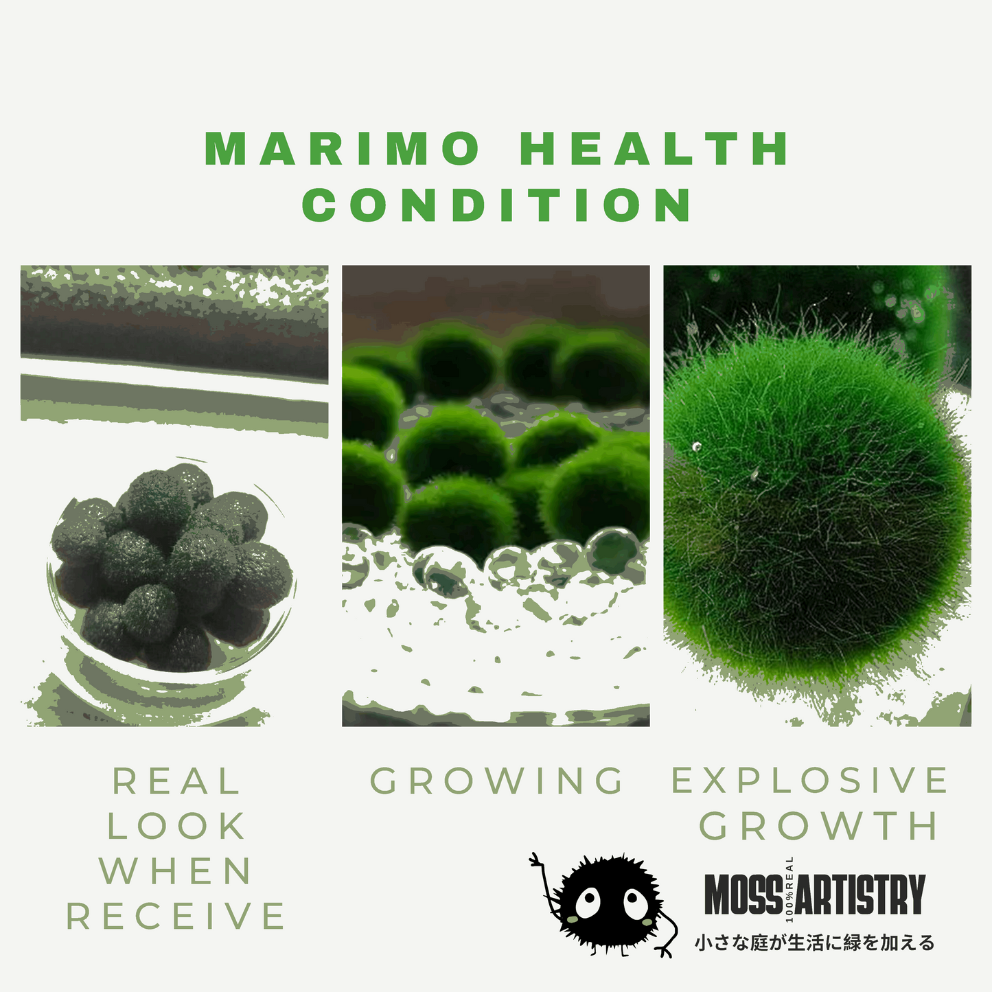Marimo Moss Balls For Aquarium 3-4 Year 4-5cm Moss Balls: 5/10/20/50PCS Kokedama Japanese Algae Ball Wholesale