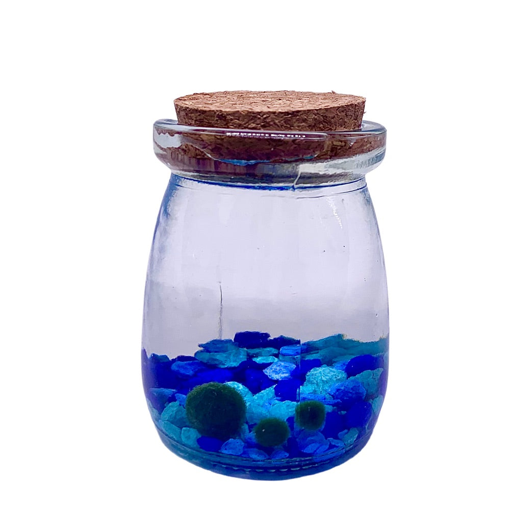 Marimo moss ball kit 3PCS designed as gift for single moms 60 days guarantee of free placement