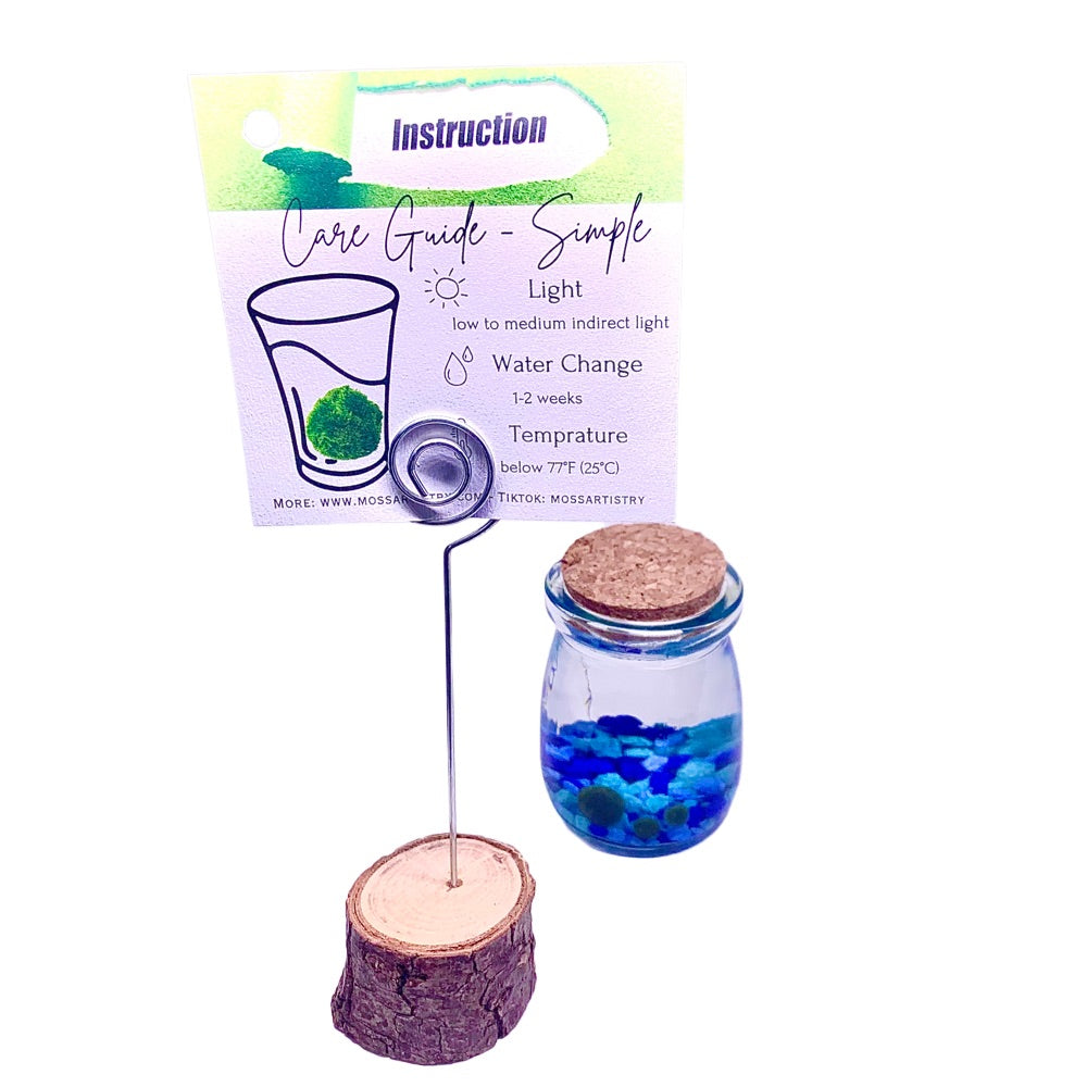 Marimo moss ball kit 3PCS designed as gift for single moms 60 days guarantee of free placement