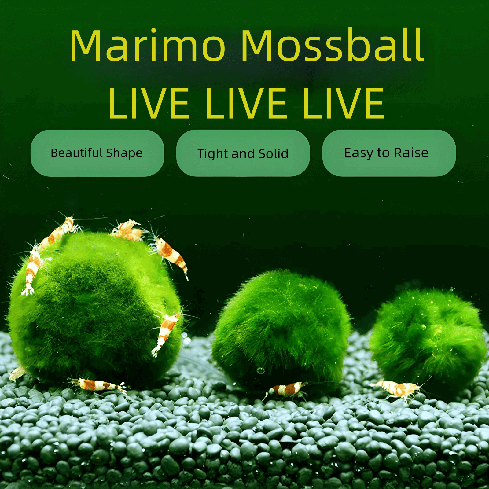 Live Marimo Moss Ball Aquarium 6PCS Set Kokedama Ball for 20 Gallon AqSpecification: 

1PC Giant &gt;5cm L
2PCS  1-2yrs 2-3cm S
3PCS 2-3 yrs 3-4cm M
The package came with a manual (important) on how to adapt to your aquarium with harmo
