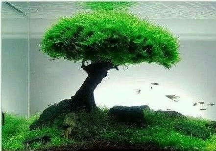 Moss Tree Chunks with Foam Head