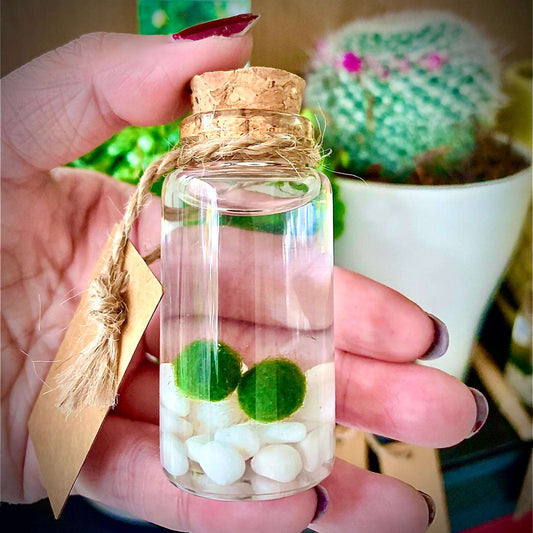 Live Mini Marimo Moss Ball White and Black Pebbles Glass Bottle Glass Specification:
0.8-1.5cm Marimo Live Moss Ball * 1
(Optional: adding more marimo...)
White/Black Pebbles Bag *1
String *1
Name Card *1
Tweezer *1
Simple Care Instruc