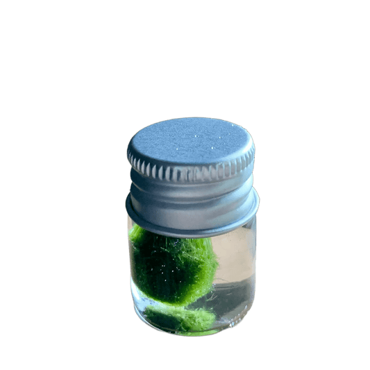 Chubby Marimo Moss Ball Kit Mini Moss Ball Kit