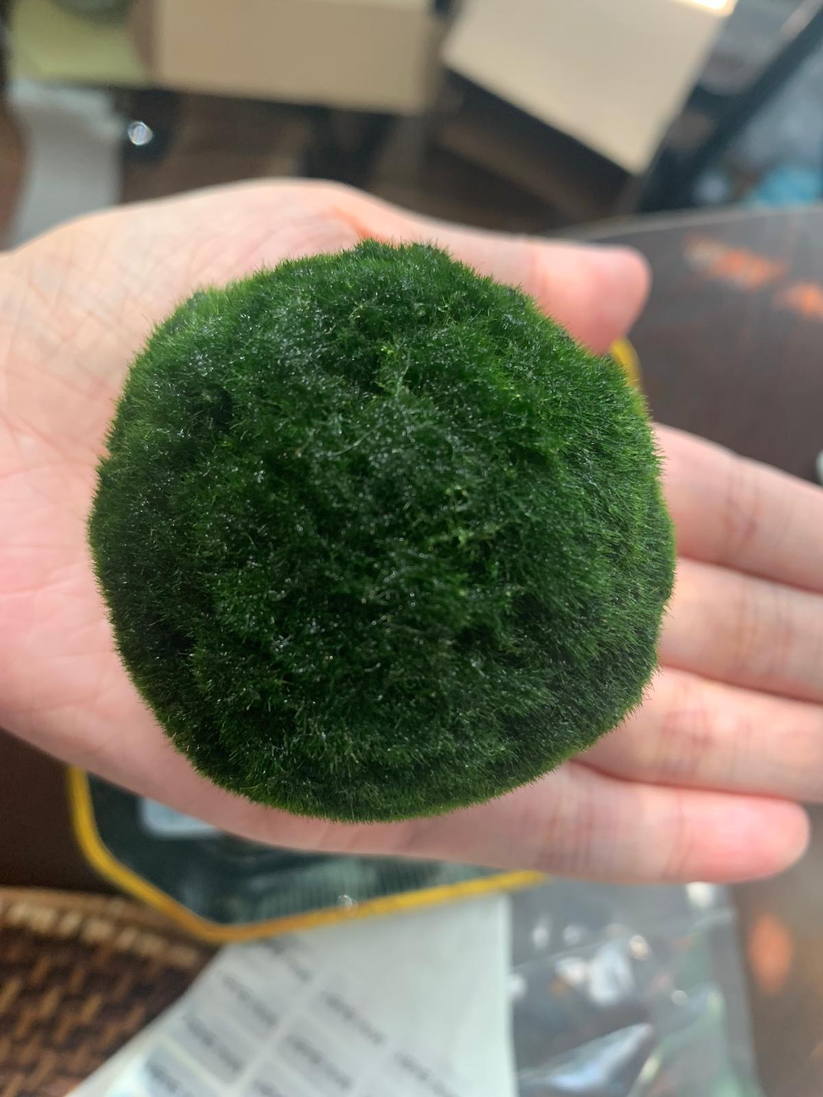 Large Moss Balls Huge About 3 Inches