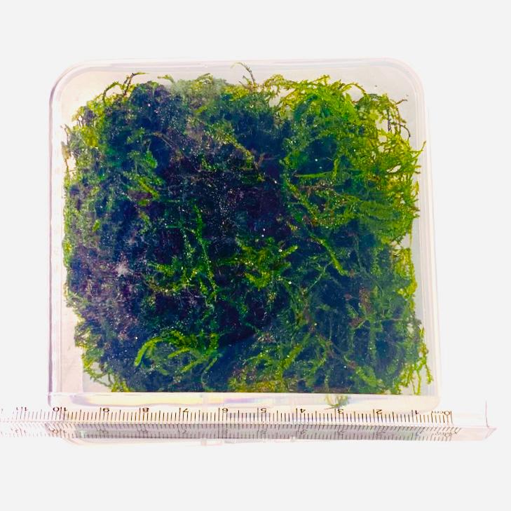 Premium Java Moss Ball – Snail & Pest Free Aquatic Plant for Tanks