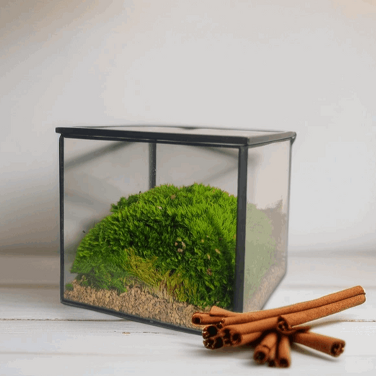 Handcrafted Glass Terrarium Cube Moss Decoration - Handcrafted Preserv











Introducing our "Handcrafted Glass Terrarium" - a meticulously crafted masterpiece that elevates your space to a whole new level. This glass terrarium is