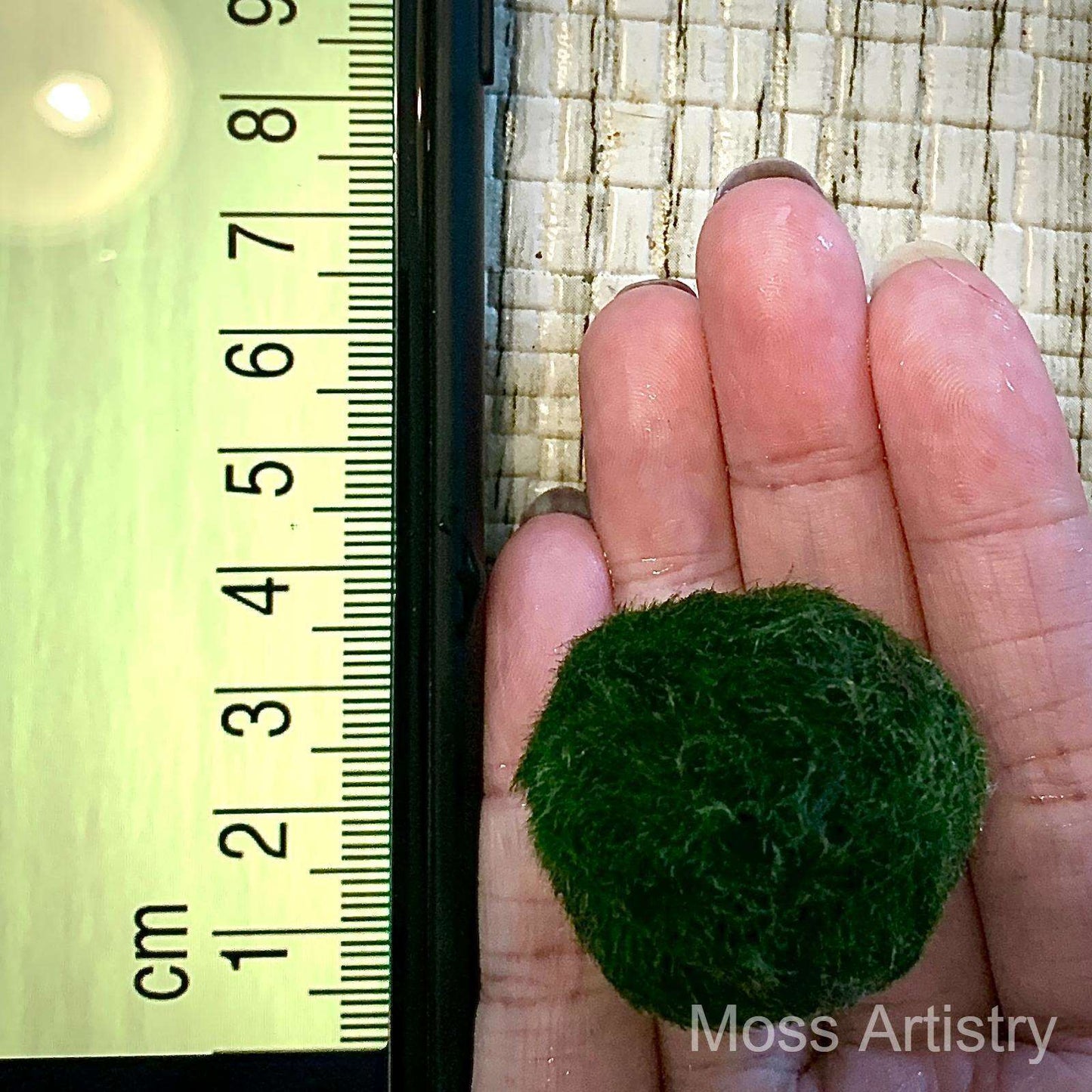 Marimo Moss Balls for Aquarium 3-4cm