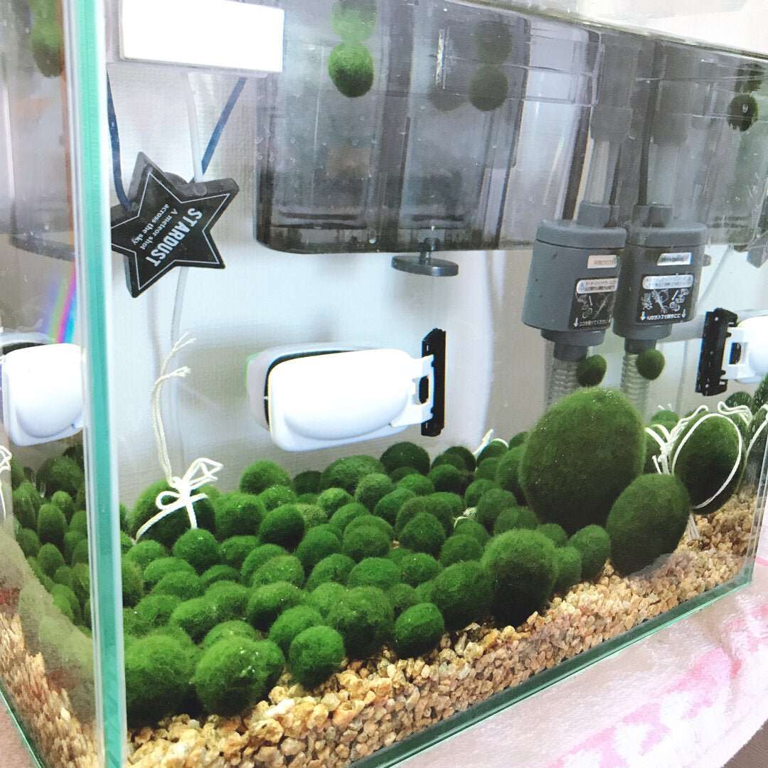 Live Marimo Moss Ball Aquarium 6PCS Set Kokedama Ball for 20 Gallon AqSpecification: 

1PC Giant &gt;5cm L
2PCS  1-2yrs 2-3cm S
3PCS 2-3 yrs 3-4cm M
The package came with a manual (important) on how to adapt to your aquarium with harmo