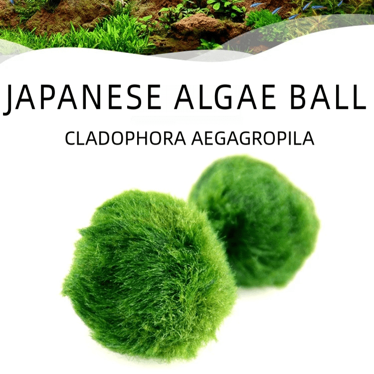 Large Moss Balls large moss balls for sale 5cm 6cm 7cm Kokedama 