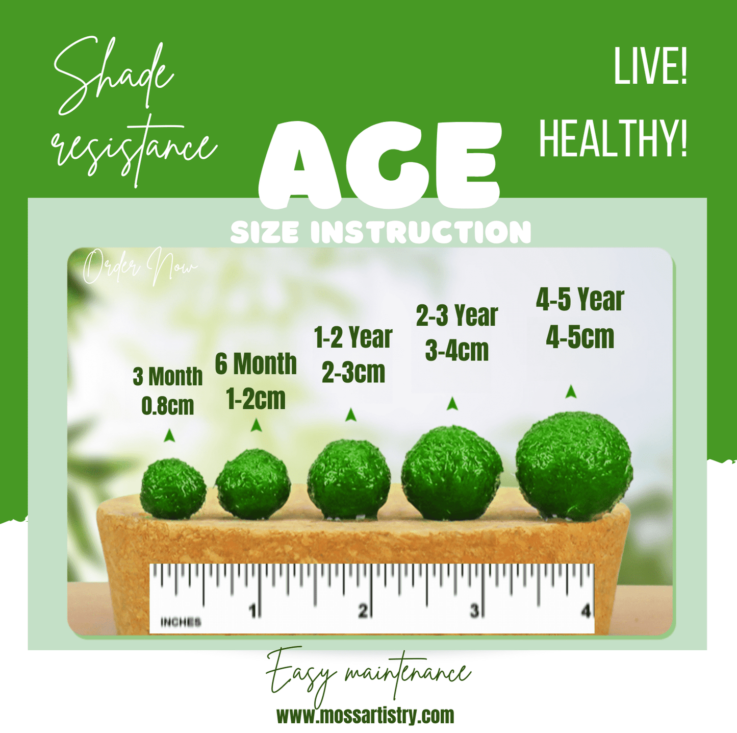 Large Marimo Moss Ball 1 pc 4-5cm LIVE Marimo Moss Ball Pet - JapaneseLive not Plastic
4-5 yrs 4-5cm LIVE Marimo Moss Ball Pet
~ 5cm
100% Real and Live Guaranteed - Moss Artistry
Moss Ball can survive in shadows, however, some sunshine