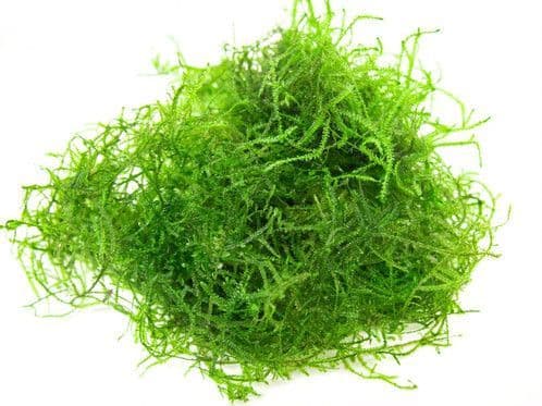 Premium Java Moss Ball – Snail & Pest Free Aquatic Plant for Tanks