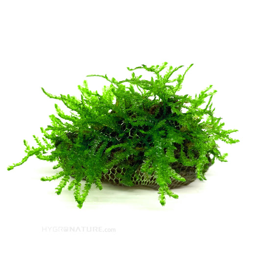 Premium Java Moss Ball – Snail & Pest Free Aquatic Plant for Tanks