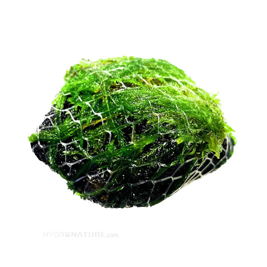 Premium Java Moss Ball – Snail & Pest Free Aquatic Plant for Tanks