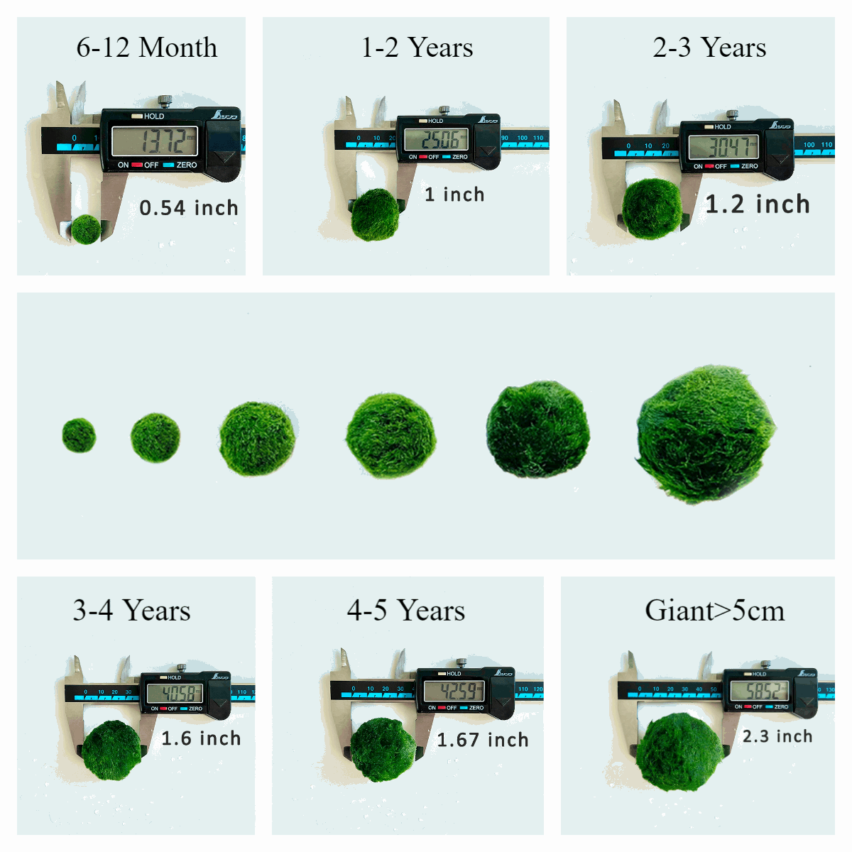 Marimo Moss Balls For Aquarium 3-4 Year 4-5cm Moss Balls: 5/10/20/50PCS Kokedama Japanese Algae Ball Wholesale